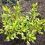 Coprosma__lemon___lime_