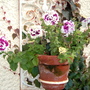 Petunia Pirouette