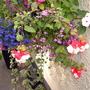 Hanging Baskets