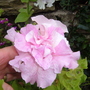 Petunia Orchid Mist