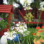White Agapanthus