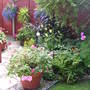 Upper garden (1) in August 09