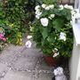 My white pot