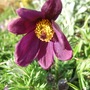 Pulsatilla vulgaris 'Rubra' (Pulsatilla vulgaris (Pasque flower))