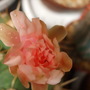 Gymnocalycum_horstii_bueneckeri__3_