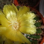 Parodia_schumannianus__2_