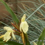 Roscoea (Roscoea cautleyoides (Roscoea))