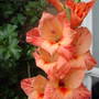 Gladioli