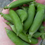 Petit Pois...7th Aug  09