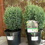 Conifers__snow_white__