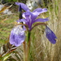 iris butterfly (iris)