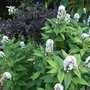 Black & White. (Sambucus nigra (Common elder))