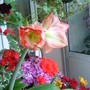 Amaryllis__Red___white__on_balcony_2009-08-08_002.jpg (Amaryllis belladonna (Belladonna lily))