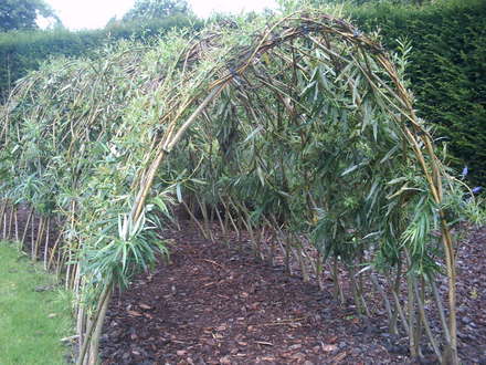 Willow Arch