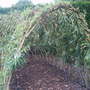 Willow Arch