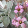Kalanchoe pumila - Quicksilver (Kalanchoe pumila)