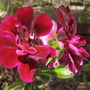 Pelargonium Peltatum - Ivy Geraniums (Pelargonium peltatum (Hanging Geranium))