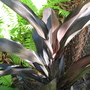 Cordyline Fruticosa 'Caruba Black' (Cordyline fruticosa)