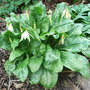 Erythronium californicum 'White Beauty'