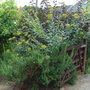 Bupleurum fruticosum - 2009 (Bupleurum fruticosum)