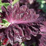 Coleus 'Black Dragon' leaf.