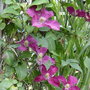 Clematis growing over the Pergola: 'Madame Edouard Andre' (clematis)