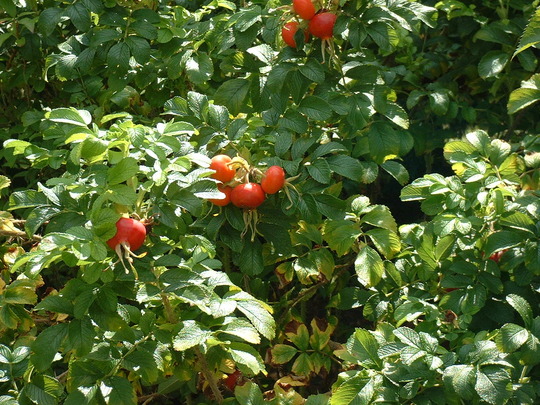 Garden_11.08.09_029.jpg