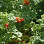 Garden_11