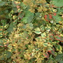 Houttuynia Cordata 'Chameleon'