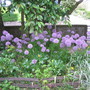 The Allium bed (Allium)