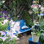 The Blue Garden in August...