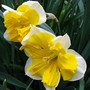 daffodil 'orangery'