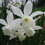  daffodil  'triandus'