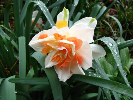 daffodil  'replete'