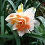 english daffodils