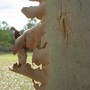 Eucalyptus bark