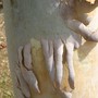 Eucalyptus bark