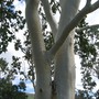 Eucalyptus
