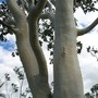 Eucalyptus