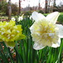 daffodil 'ice king'