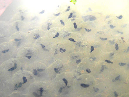 New Frog Eggs