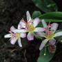 Tricyrtis hirta 'Tojen' (Tricyrtis hirta (Toad Lily))