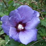 Hibiscus 'L'Oiseau Bleu' (Hibiscus syriacus 'Oiseau Bleu')