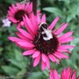 Echinacea 'Fatal Attraction' and friend. (Echinacea purpurea (Coneflower))
