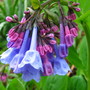 virginia bluebell bloom