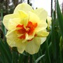 daffodil  'tahiti'