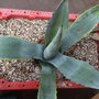 Agave_americana__2_