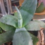 Agave_americana__3_