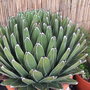 Agave_victoriae_reginae__4_