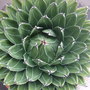 AGAVE VICTORIAE REGINAE (Agave victoriae-reginae (Century plant))